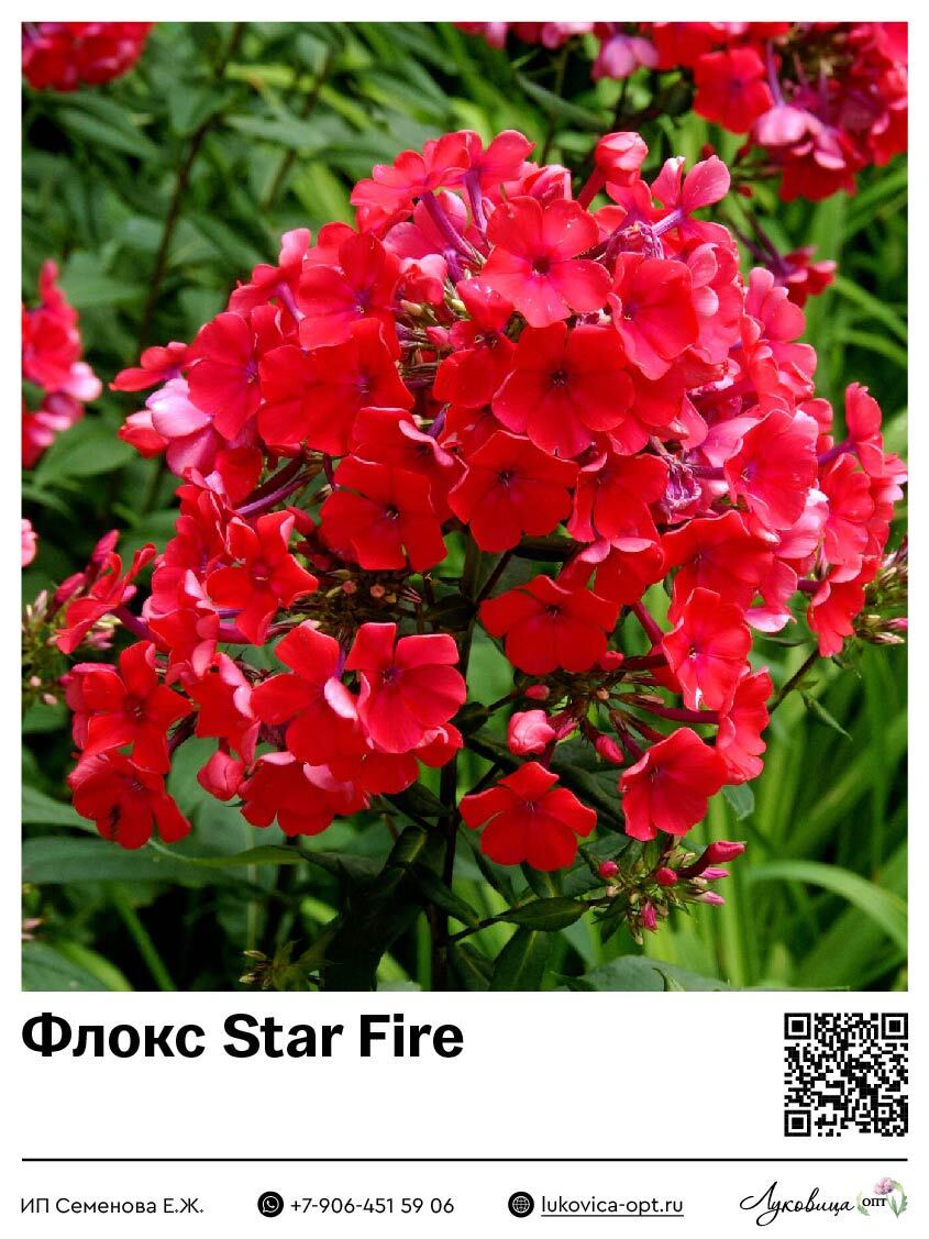 Флокс Star Fire (Метельчатый) 1 шт