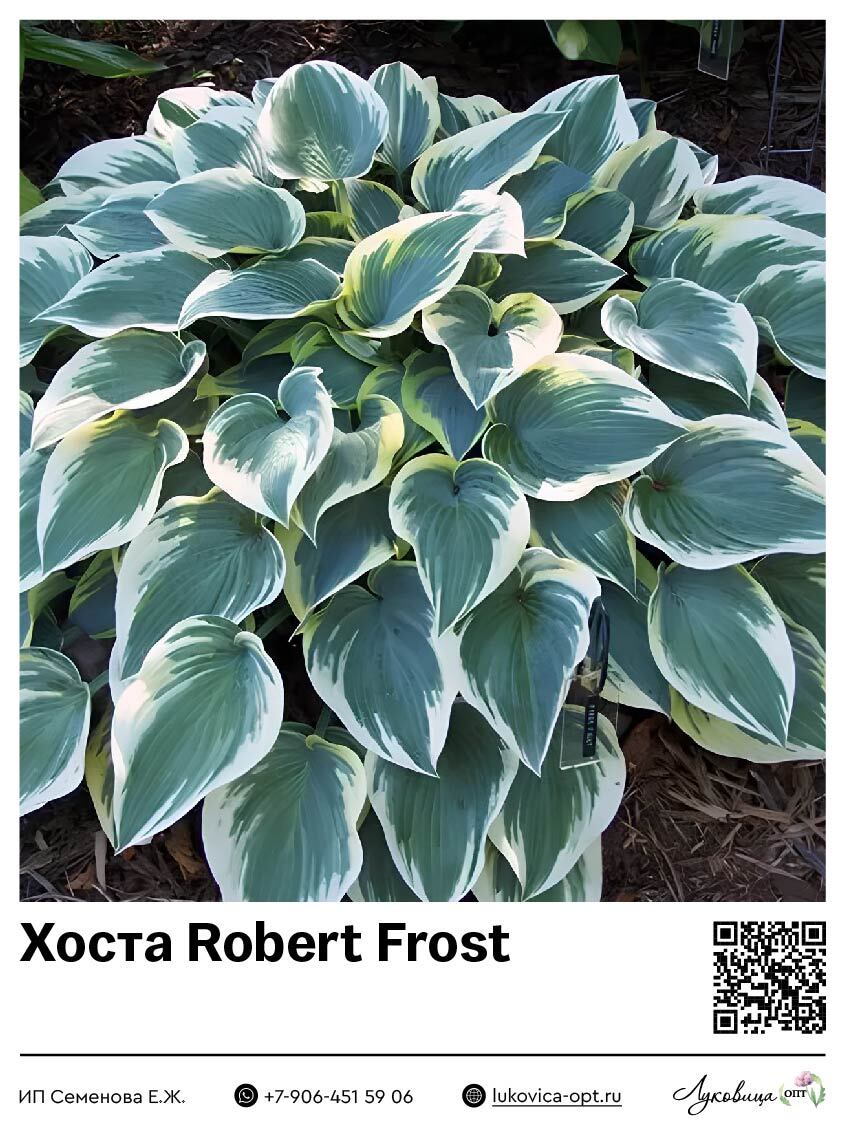 Хоста Robert Frost