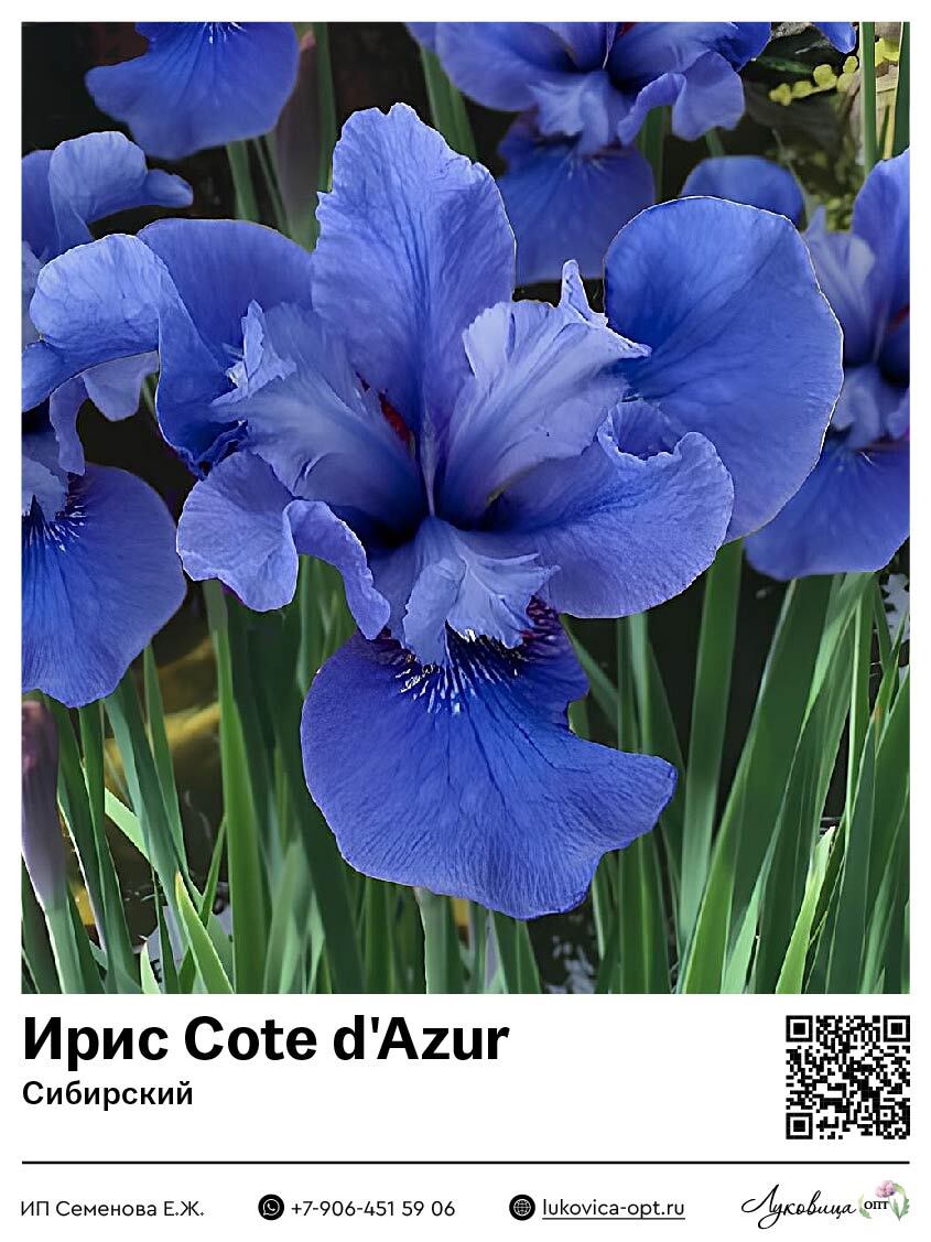 Ирис Cote d'Azur (Сибирский) 1 шт