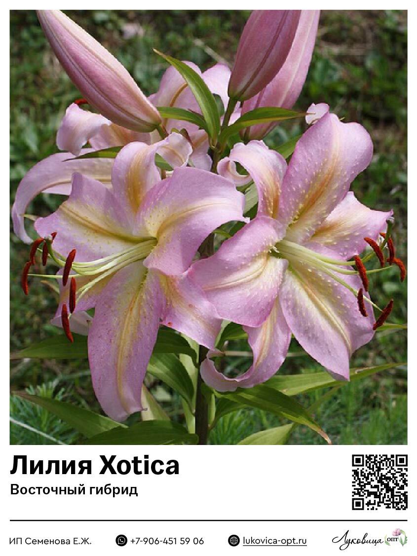 Лилия Xotica (Восточный [ориентальный] гибрид)
