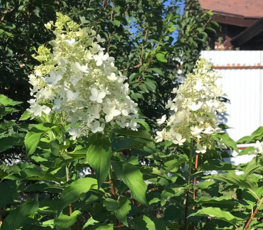 Метельчатая гортензия Dolly / Долли