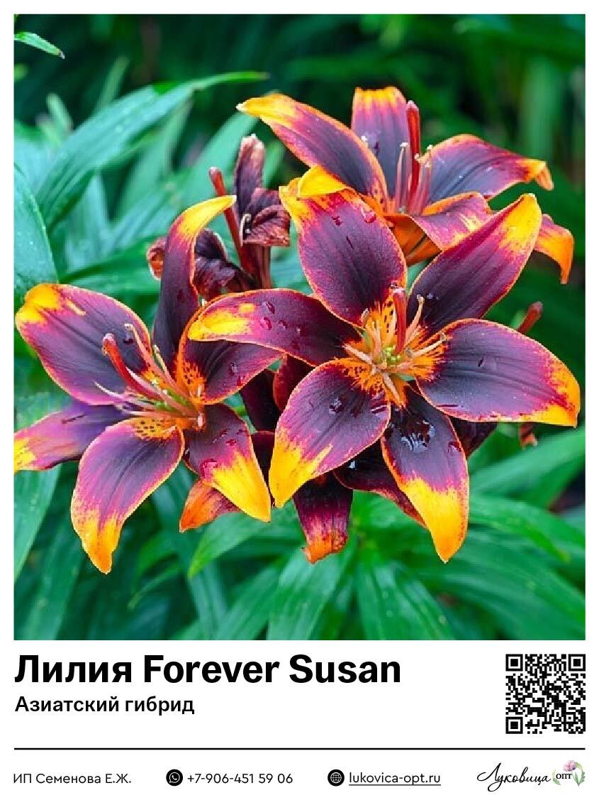 Лилия Forever Susan (Азиатский гибрид)