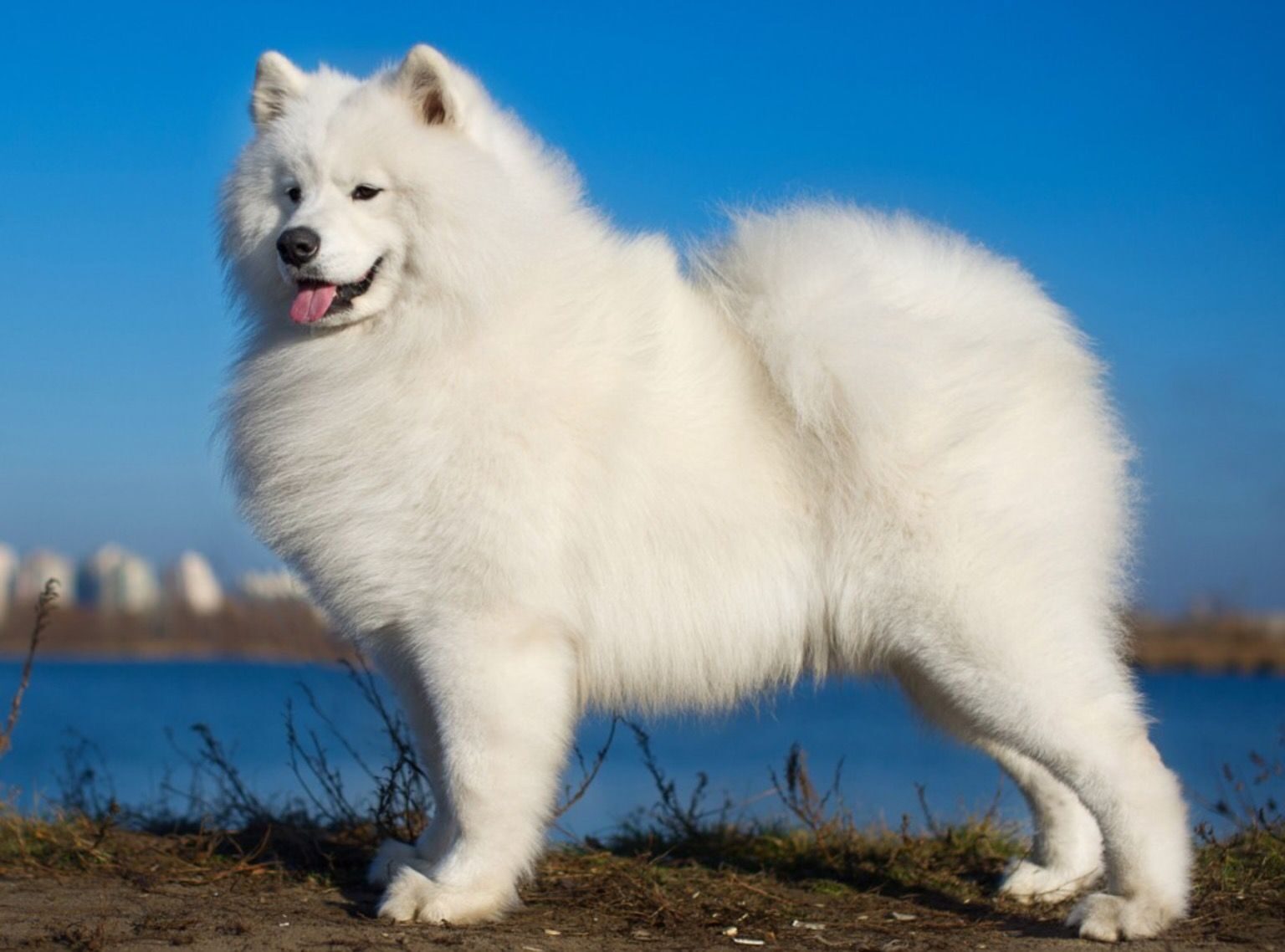 Бывает ли порода. Самоедская лайка (самоед). Белая лайка самоед. Собака лайка самоед белая. Сибирская лайка самоед.