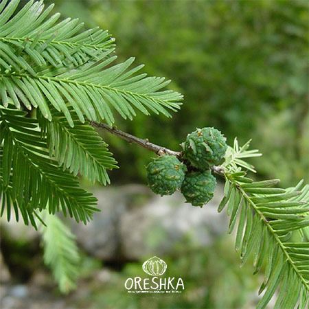 Seeds of Taxodium mexican (Taxodium huegelii) — 20 pcs