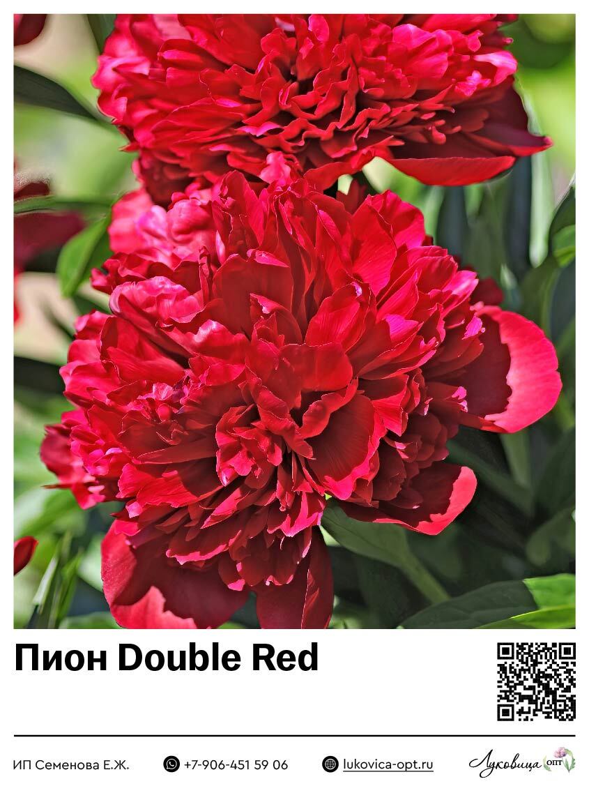 Пион Double Red
