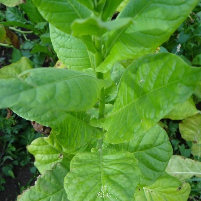 Seeds of Tobacco agonya (Nicotiana tabacum) — 300 pcs