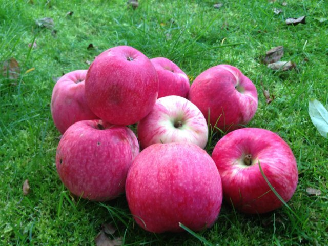 Сорт яблок штрифель. Яблоня сорт штрейфлинг. Штрифель яблоня. Яблоня сорт штрейфлинг. Яблоки штрифель.