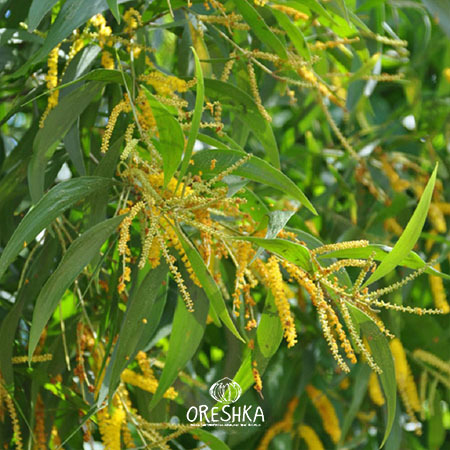 Seeds of Acacia auriculiformis — 15 pcs