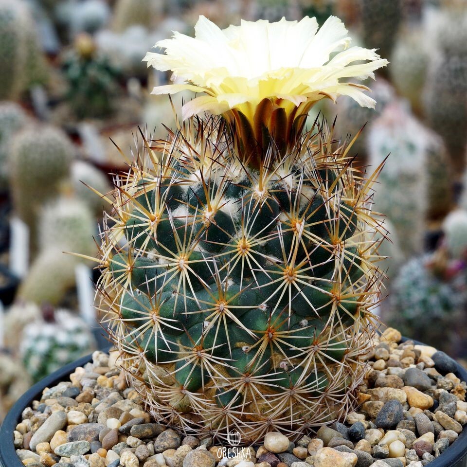 Seeds of Cactus Coryphantha potosiana PAR 15 (Coryphantha potosiana PAR 15) — 10 pcs