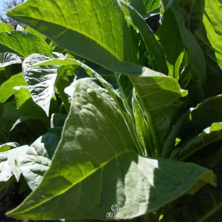 Seeds of Tobacco virginia gold leaf (Nicotiana tabacum) — 300 pcs
