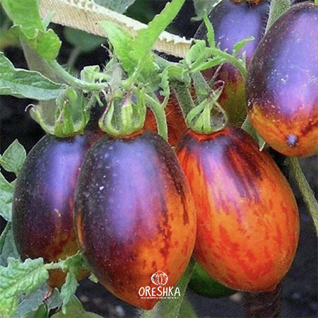 Seeds of Tomato Dwarf Shadow Boxing (solanum lycopersicum) — 10 pcs