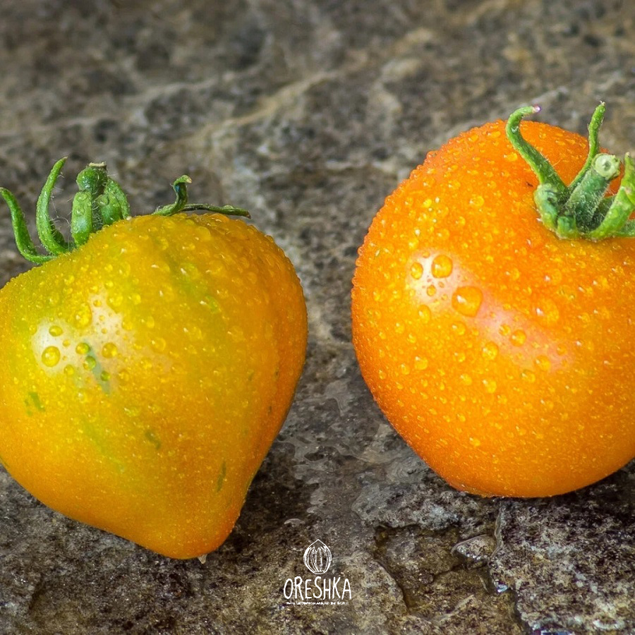 Seeds of Tomato Dwarf Gandalf (solanum lycopersicum) — 10 pcs