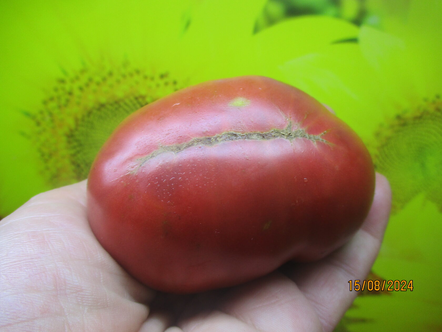 900-31. Томатный Гном Специальный. Новинка 2024.