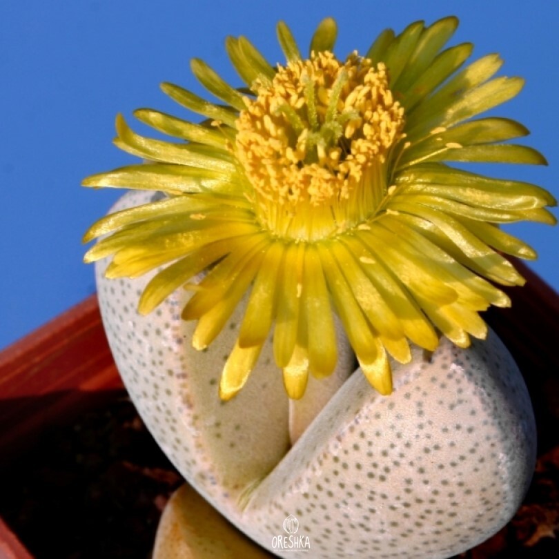 Seeds of Суккулент Dinteranthus microspermus (Dinteranthus microspermus) — 10 pcs