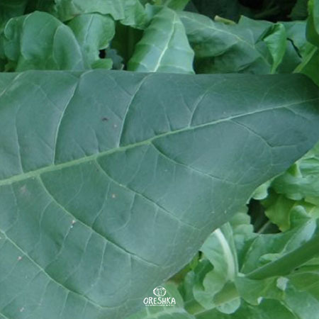 Seeds of Tobacco Burley Gnom (Nicotiana tabacum) — 300 pcs