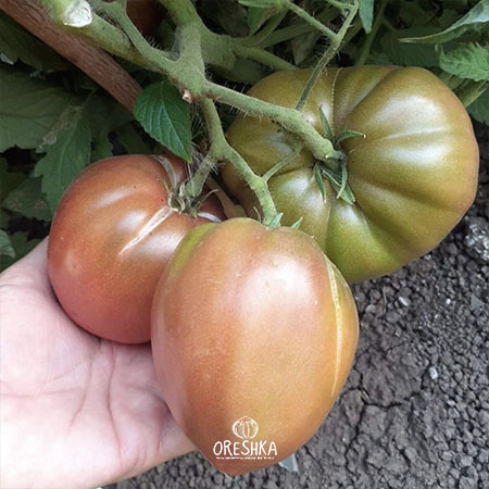 Dwarf Purple Heart tomato determinate bush 120cm compact greenhouse