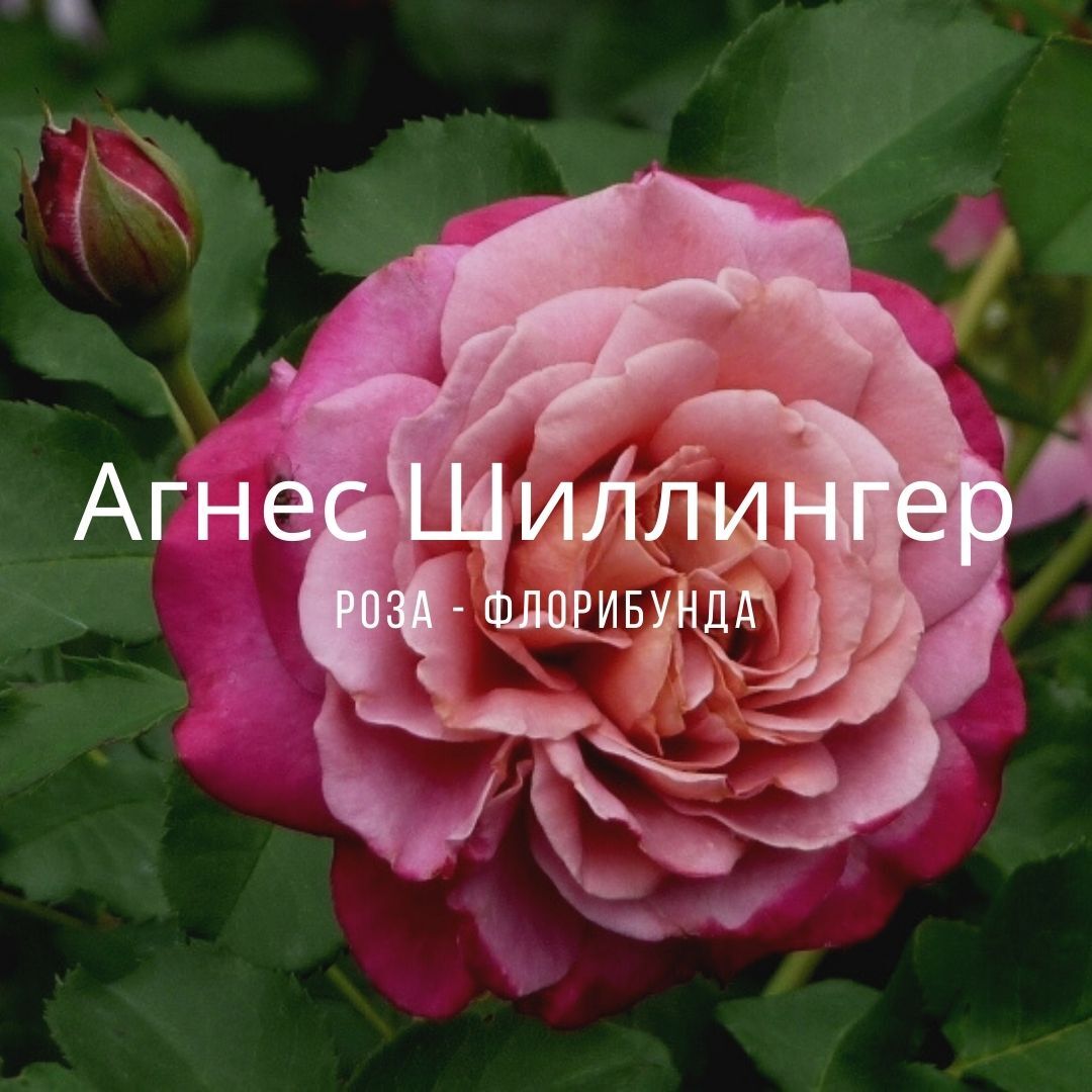 Agnes Schilliger роза куст