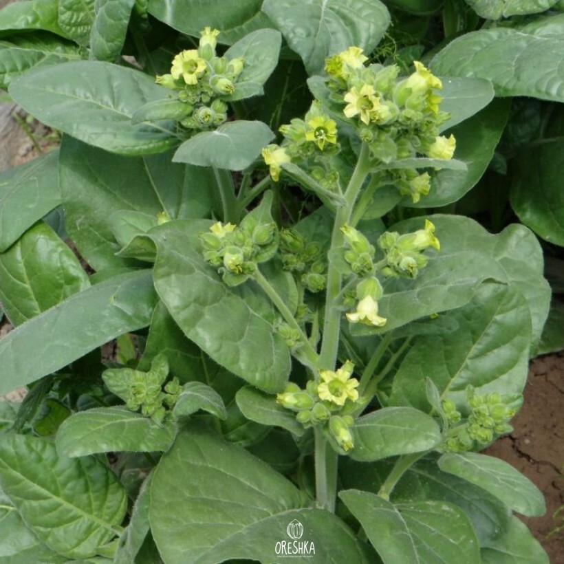 Seeds of shag rotted pueblo (Nicotiana tabacum) — 300 pcs