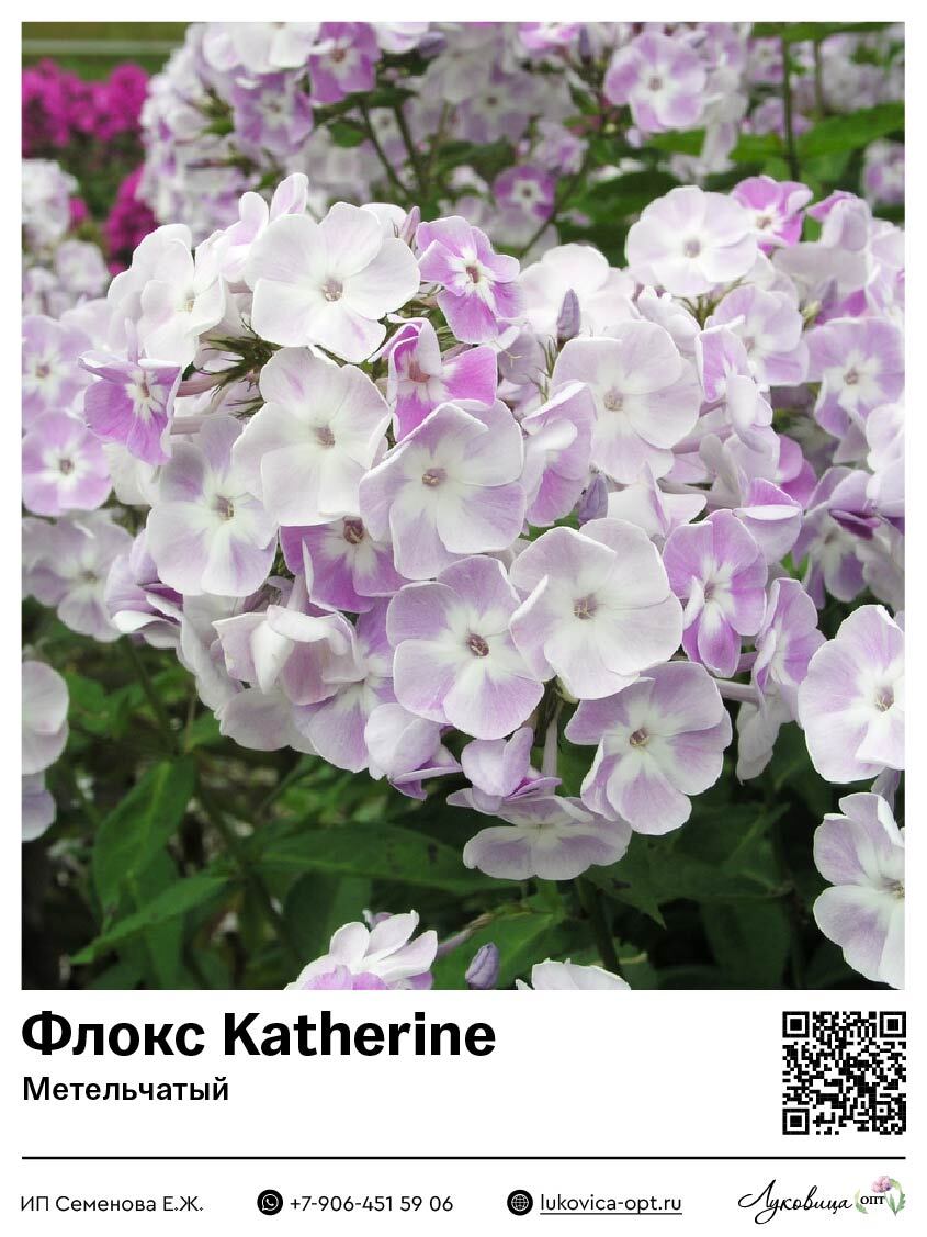 Флокс Katherine (Метельчатый) 1 шт