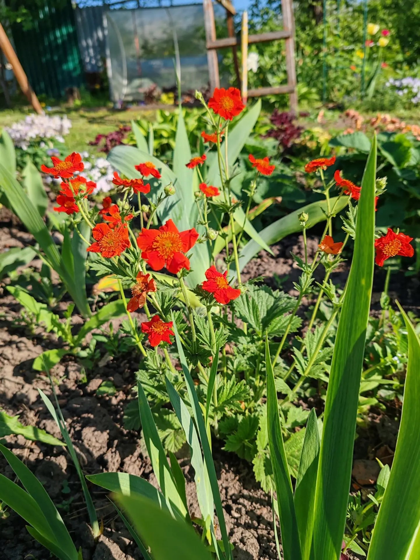 Гравилат чилийский