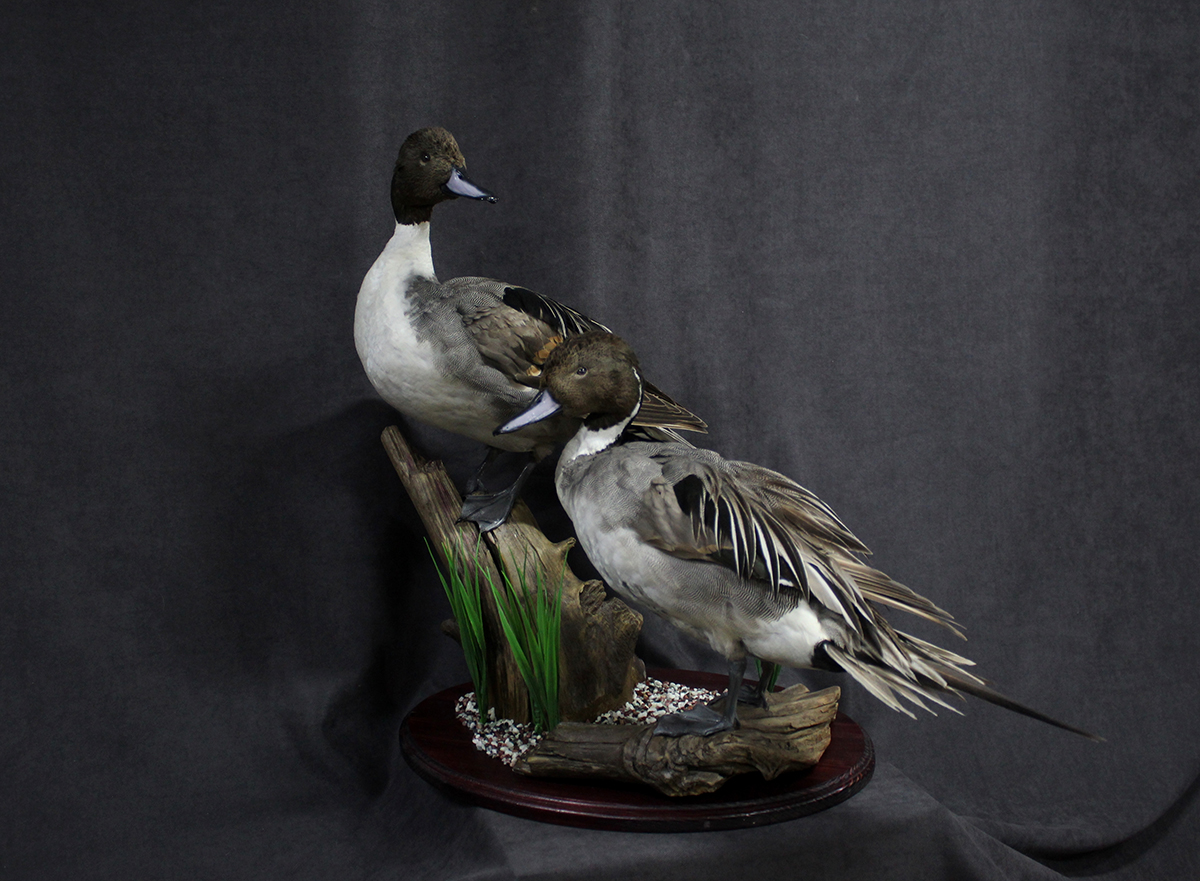 Ворон чучело. Изготовление чучел птицы. Чучело из птицы своими руками. Чучело ястреба. Изготовление чучел птицы.