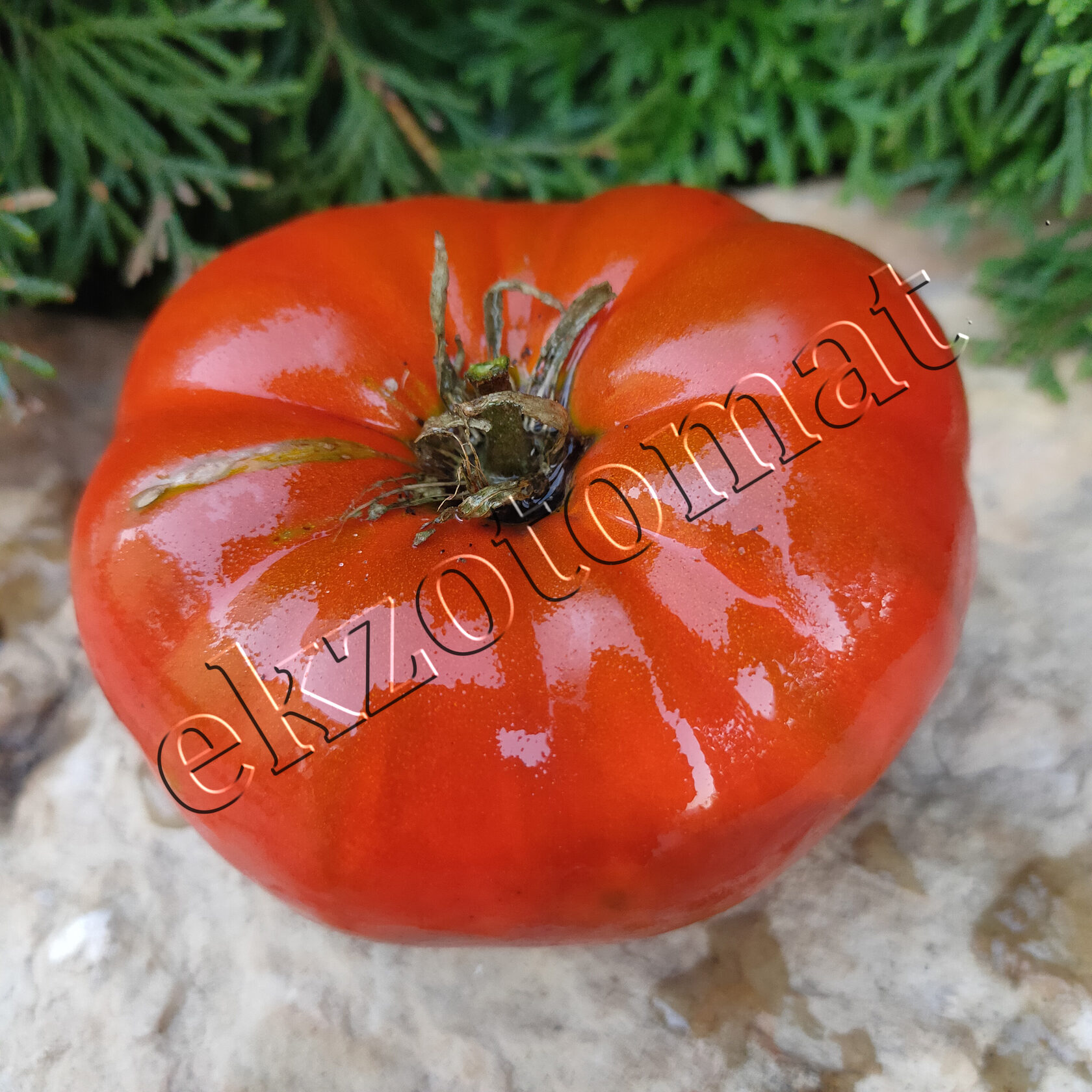 Томат Jarson 20, (Ярсон 20)