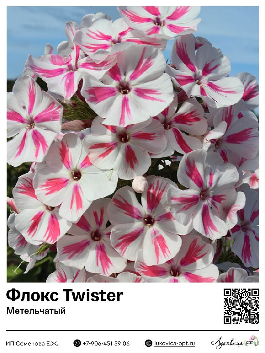 Флокс Twister (Метельчатый) 1 шт