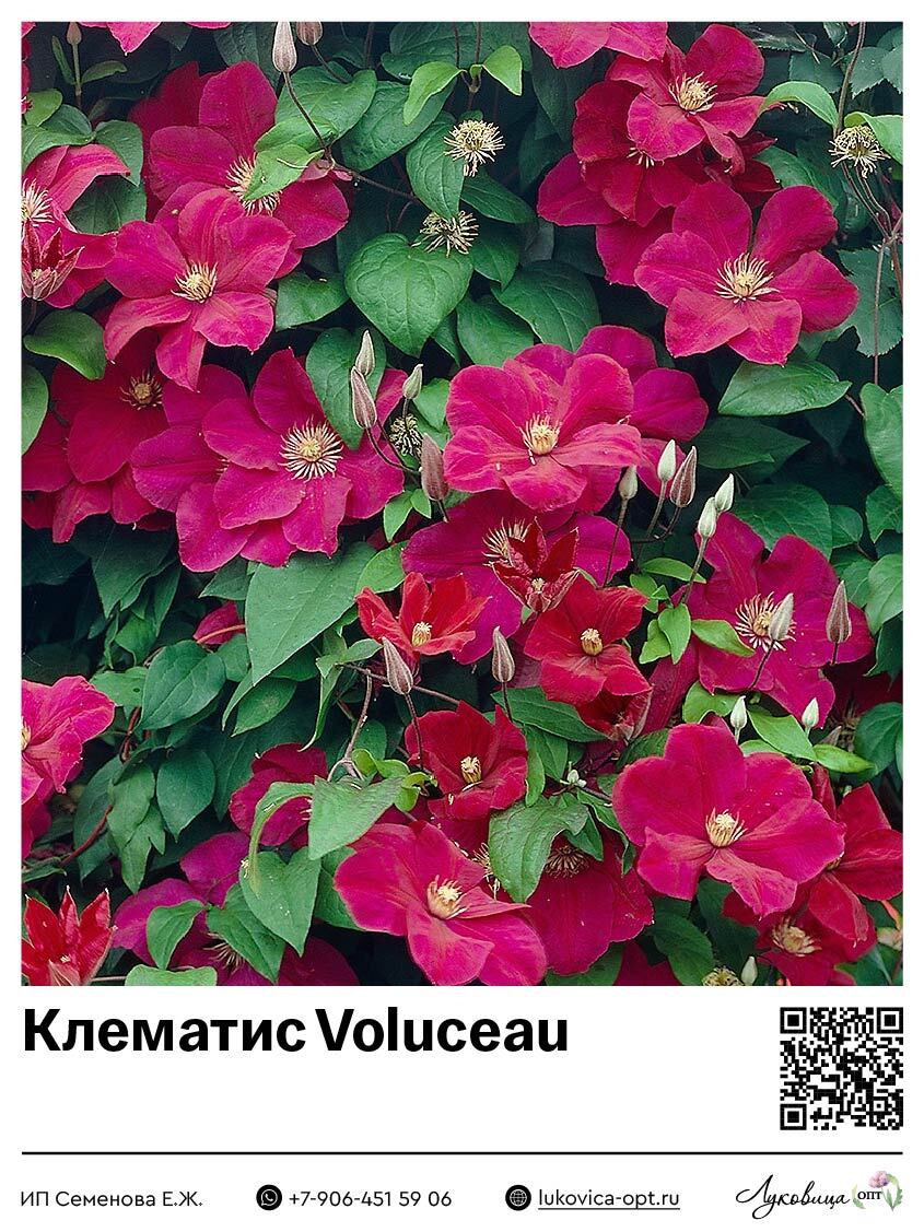 Клематис Voluceau