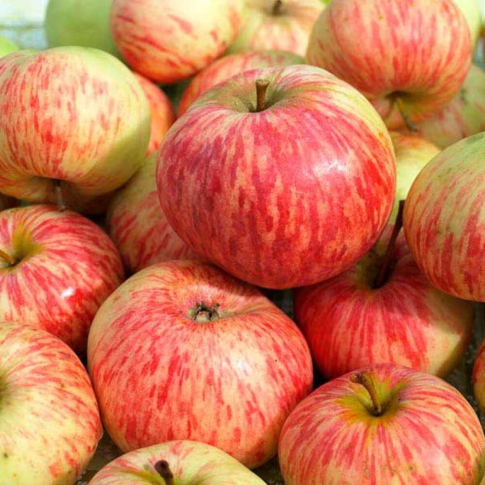 Яблоня "Коричное полосатое" 3 - 4 г. С7