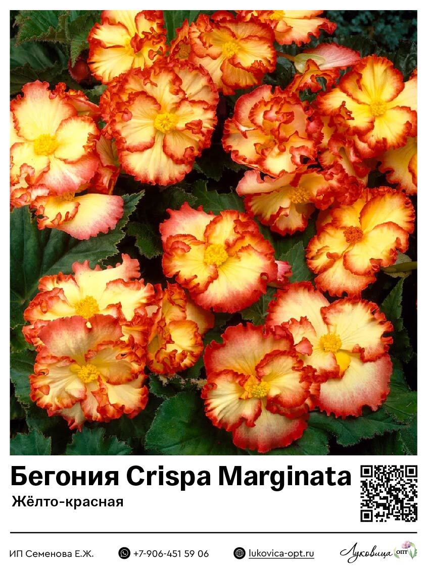 Бегония Crispa Marginata жёлто-красная (Бахромчатая)