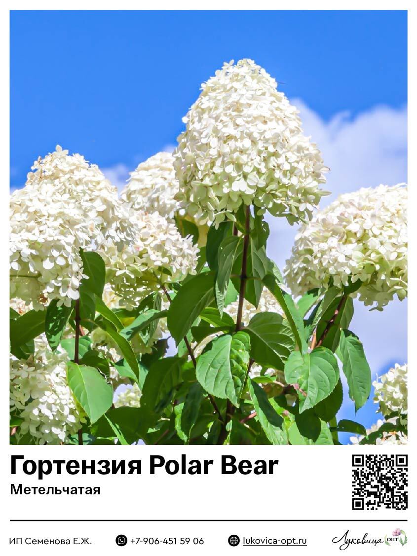 Гортензия метельчатая Polar Bear (Полар Бир)