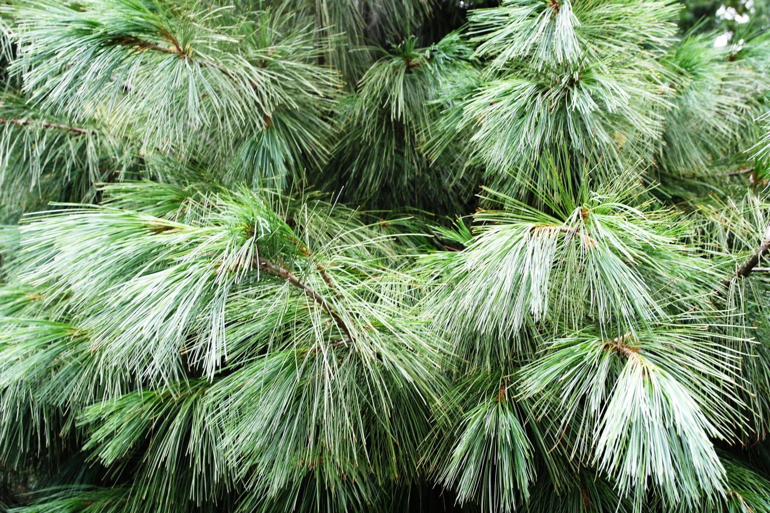 Сосна Гриффита (Pinus wallichiana)