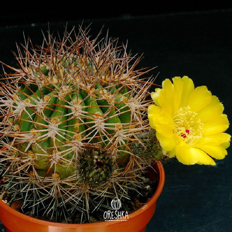 Seeds of Cactus Acanthocalycium mix (Acanthocalycium mix) — 10 pcs