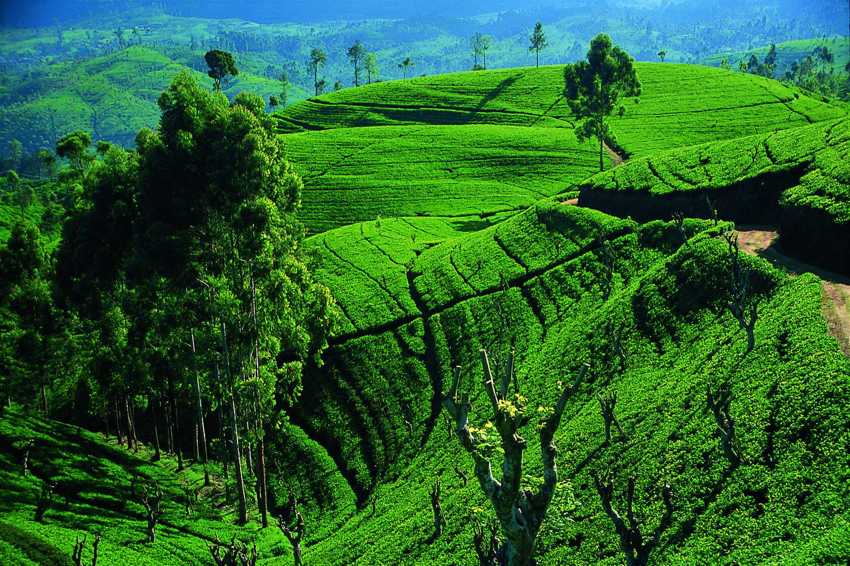 Цвета шри ланки. Нувара Элия Шри. Шри Ланка Цейлон. Nuwara Eliya Шри Ланка. Цейлонские плантации Шри Ланка.