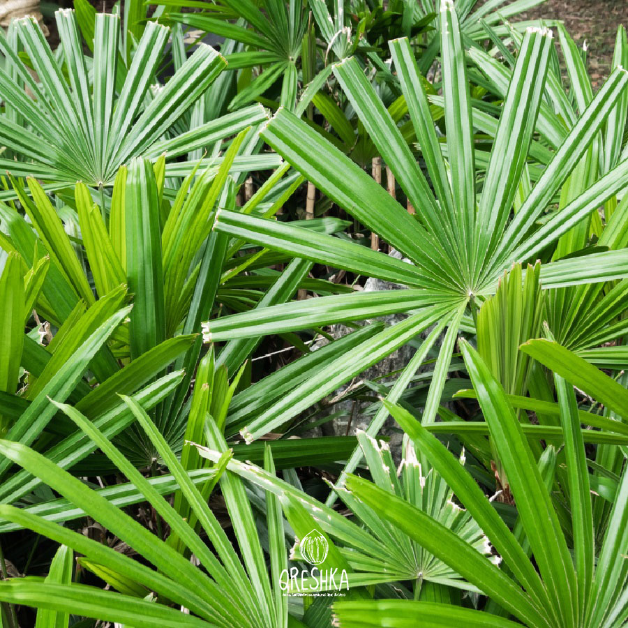 Seeds of Liviston Jenkins (Livistona jenkinsiana) — 10 pcs