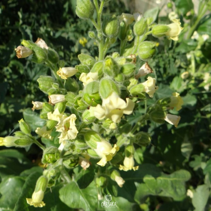 Seeds of shag Russian 79 (Nicotiana tabacum) — 300 pcs