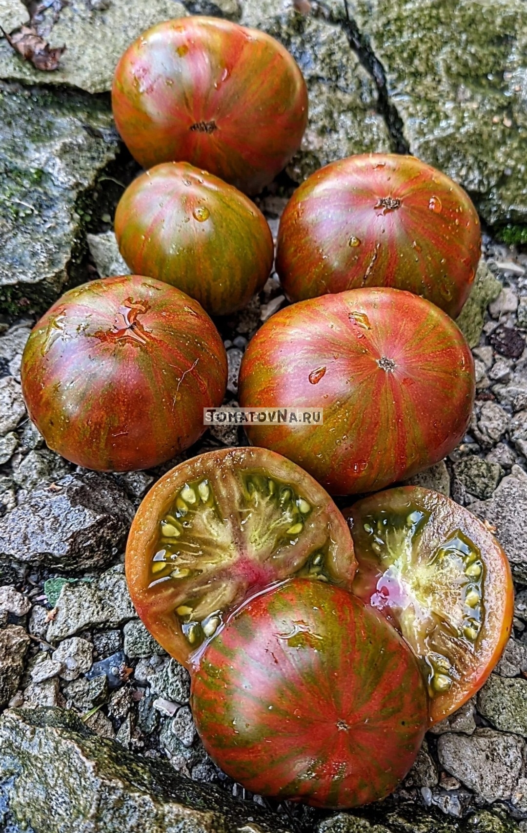 Томат Пит Вайпер (гном) семена