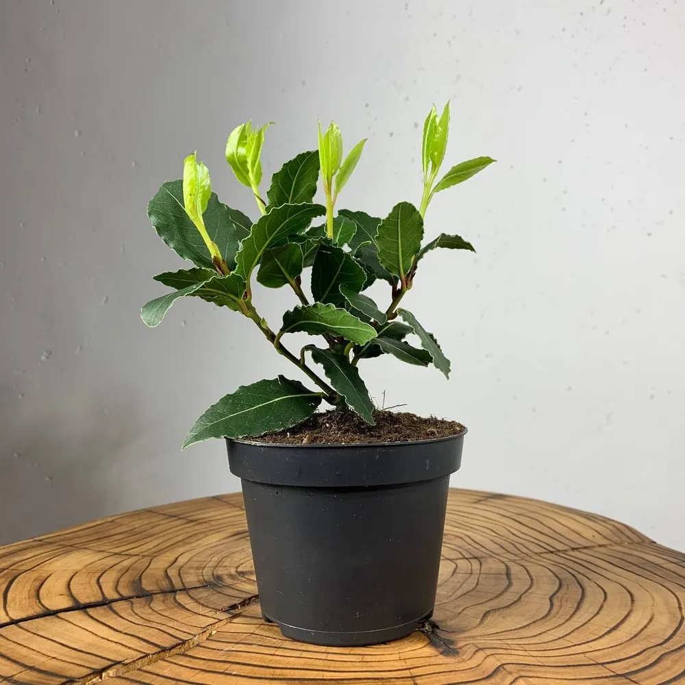 Лавр Нобилис купить в Санкт-Петербурге. Магазин растений "Plants Bel House"