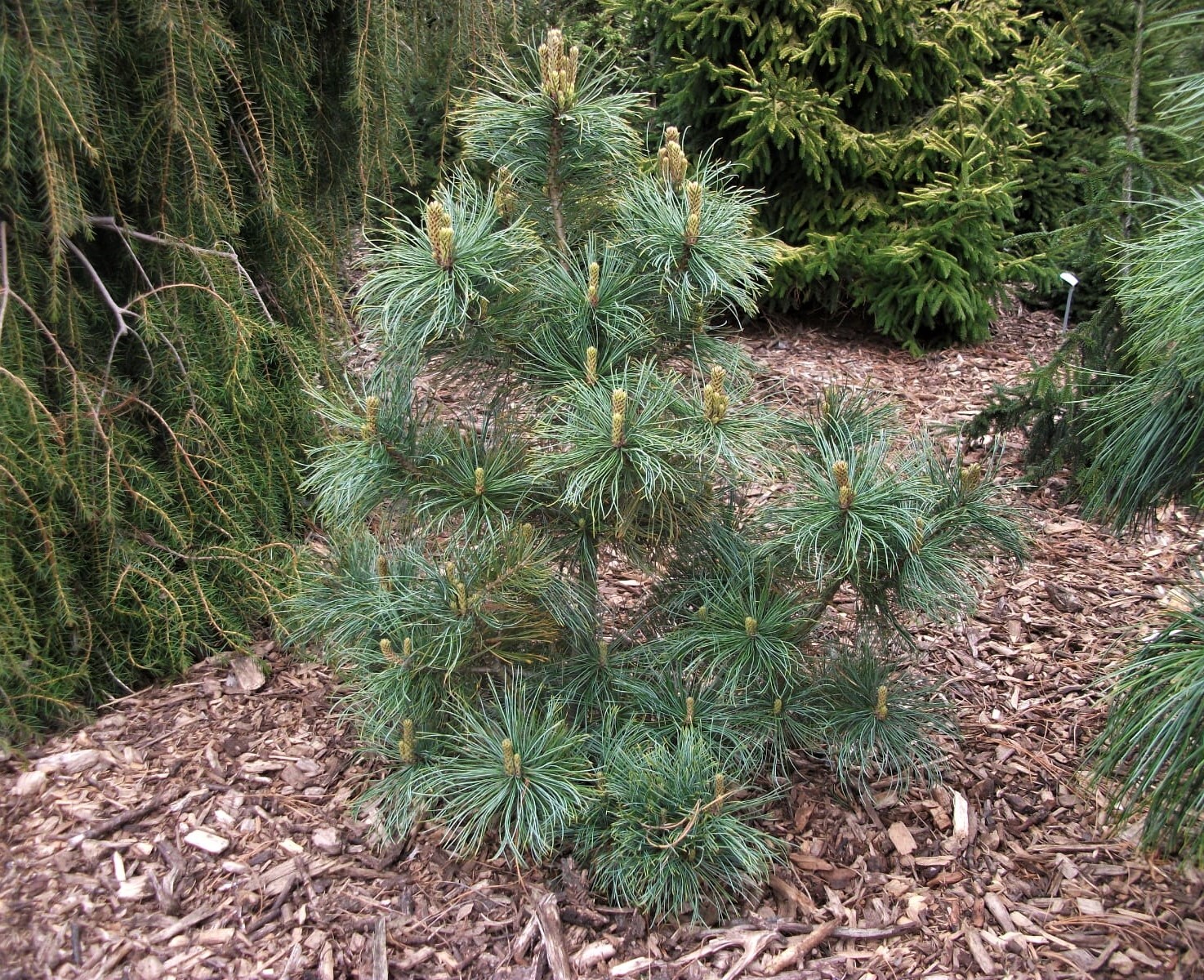 Pinus koraiensis Winton