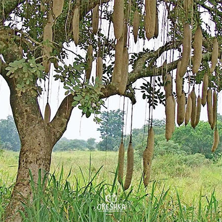 Seeds of Kigelia — 5 pcs