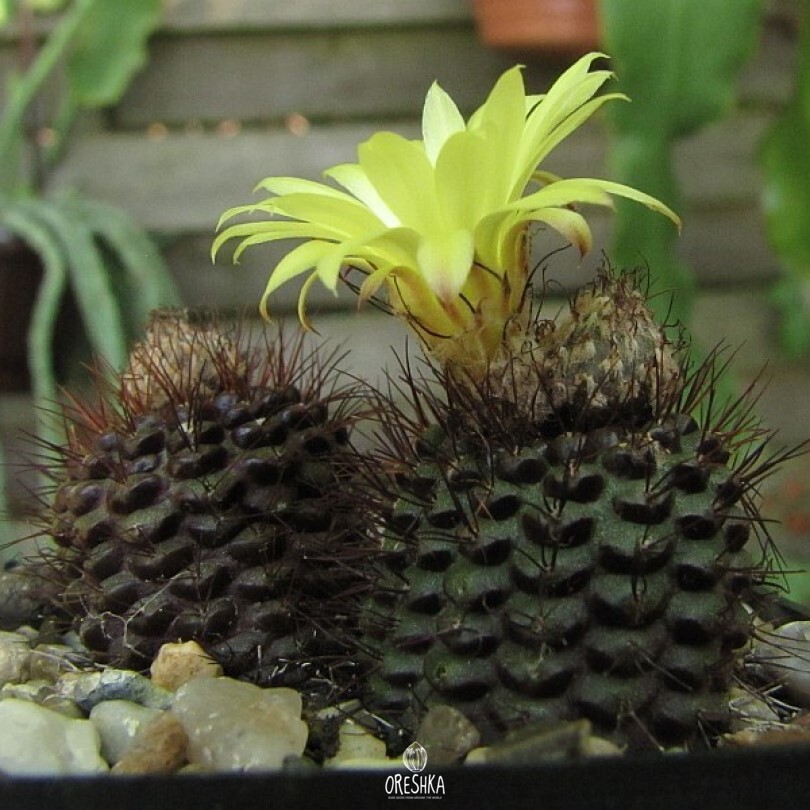 Seeds of Cactus Frailea angelesii (Frailea angelesii) — 10 pcs
