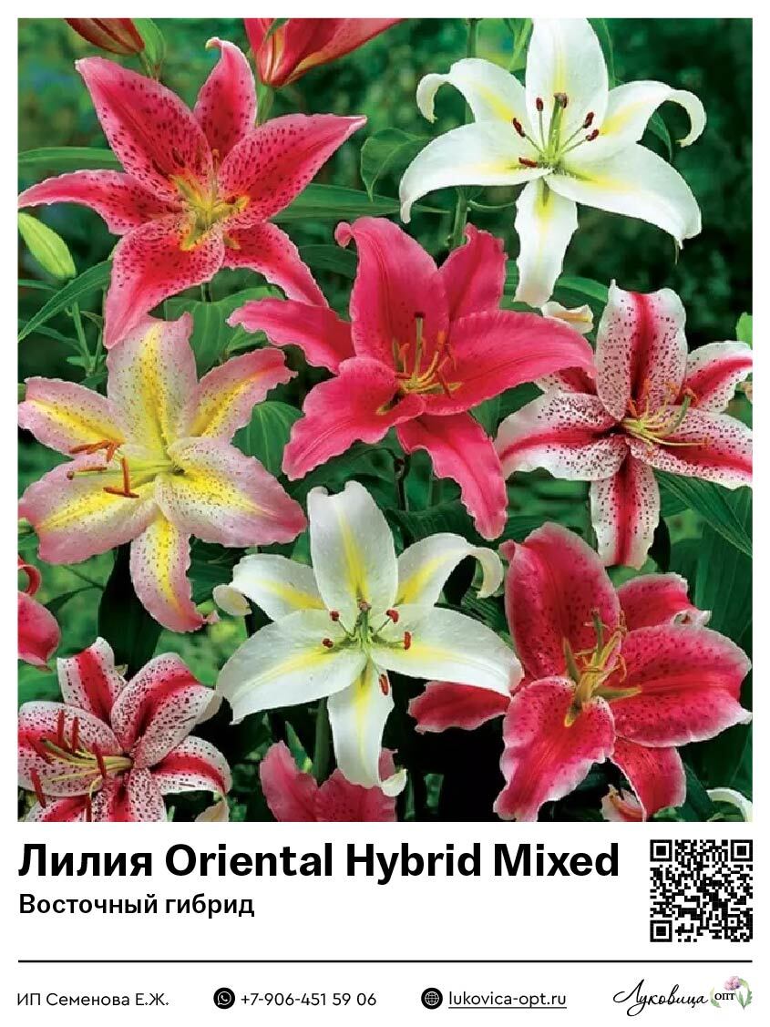 Лилия Oriental Hybrid Mixed (Восточный [ориентальный] гибрид)