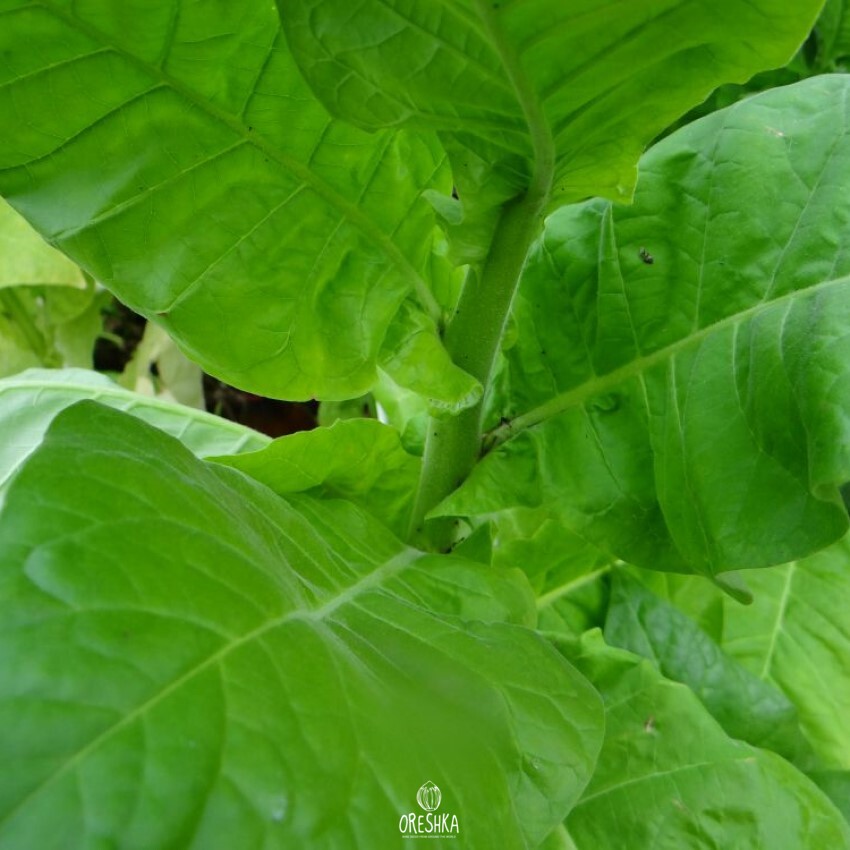 Seeds of Cigar tobacco 7 (Nicotiana tabacum) — 300 pcs