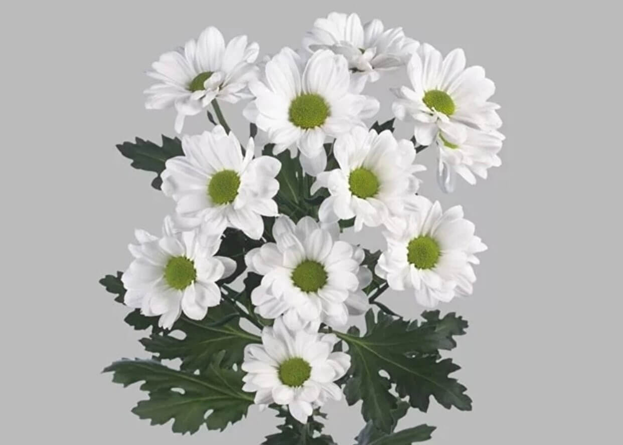 Сантини Цветы Белые