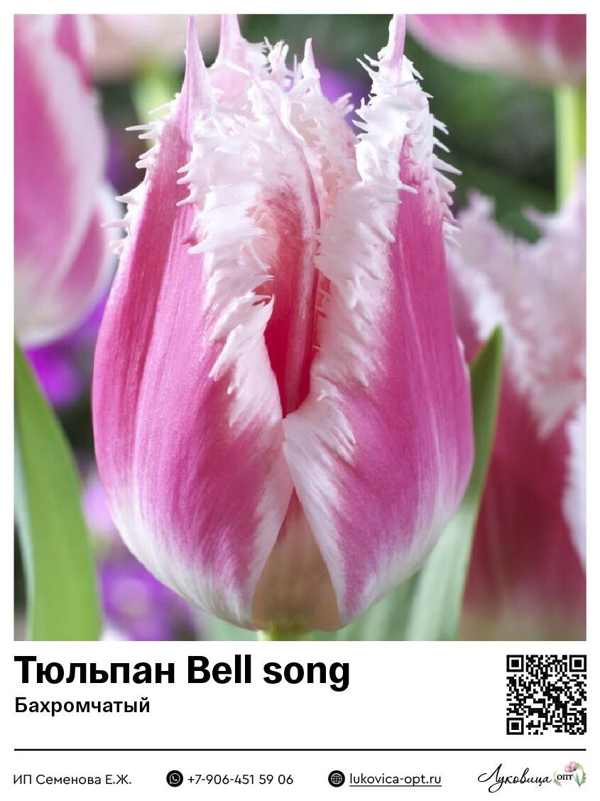 Тюльпан Bell song (Бахромчатый)