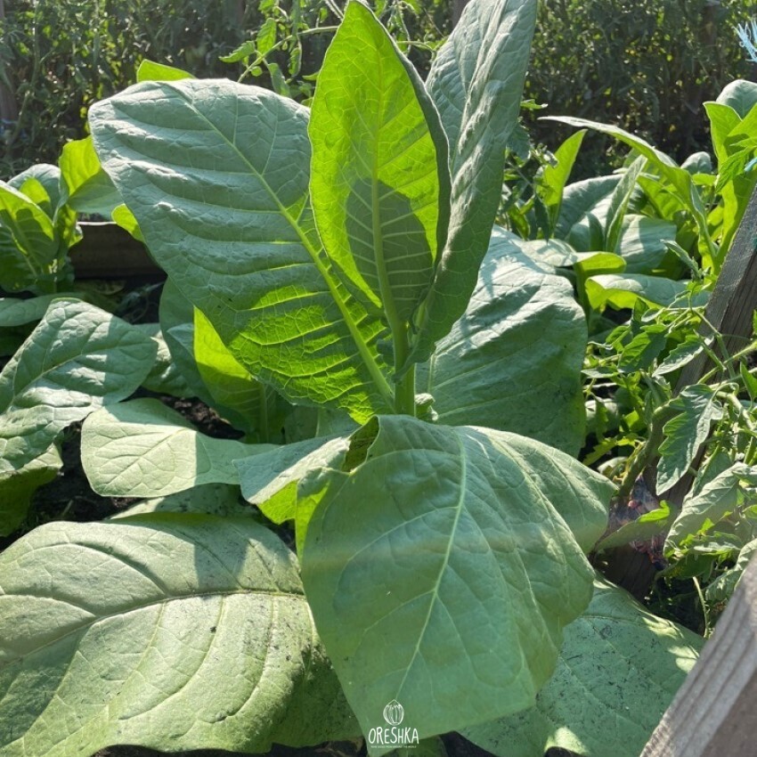 Seeds of Virginia gold tobacco ( Holland ) (Nicotiana tabacum) — 300 pcs