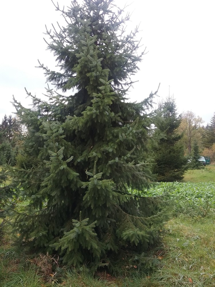 Ель сербская фото. Ель Сербская Оморика. Ель Оморика Ауреа. Ель Picea omorika pendula Aurea. Picea omorika 'pyramidalis'.