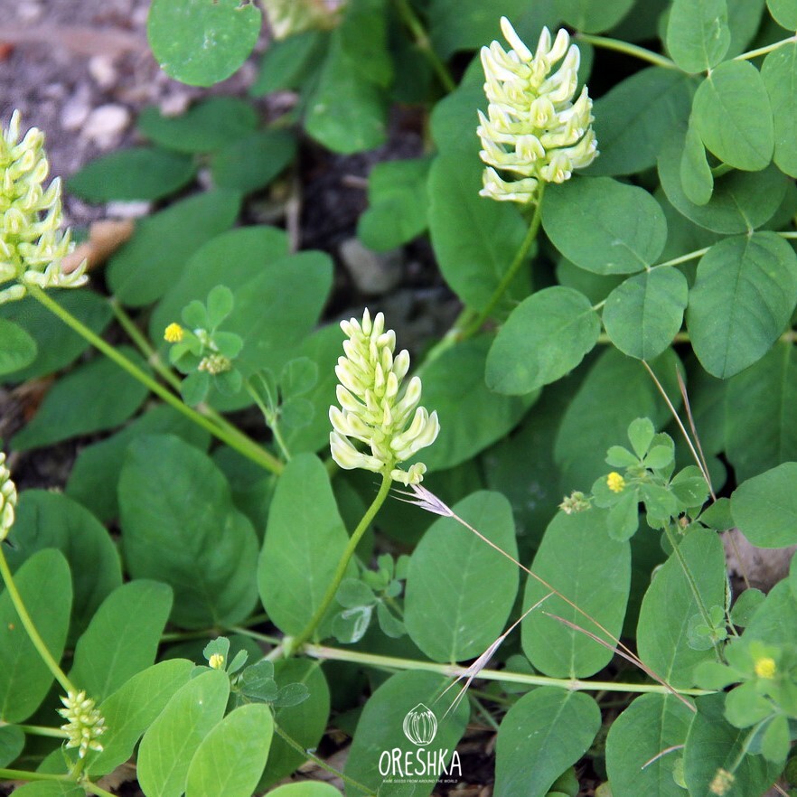 Seeds of Wild liquorice (Astragalus glycyphyllos) — 15 pcs