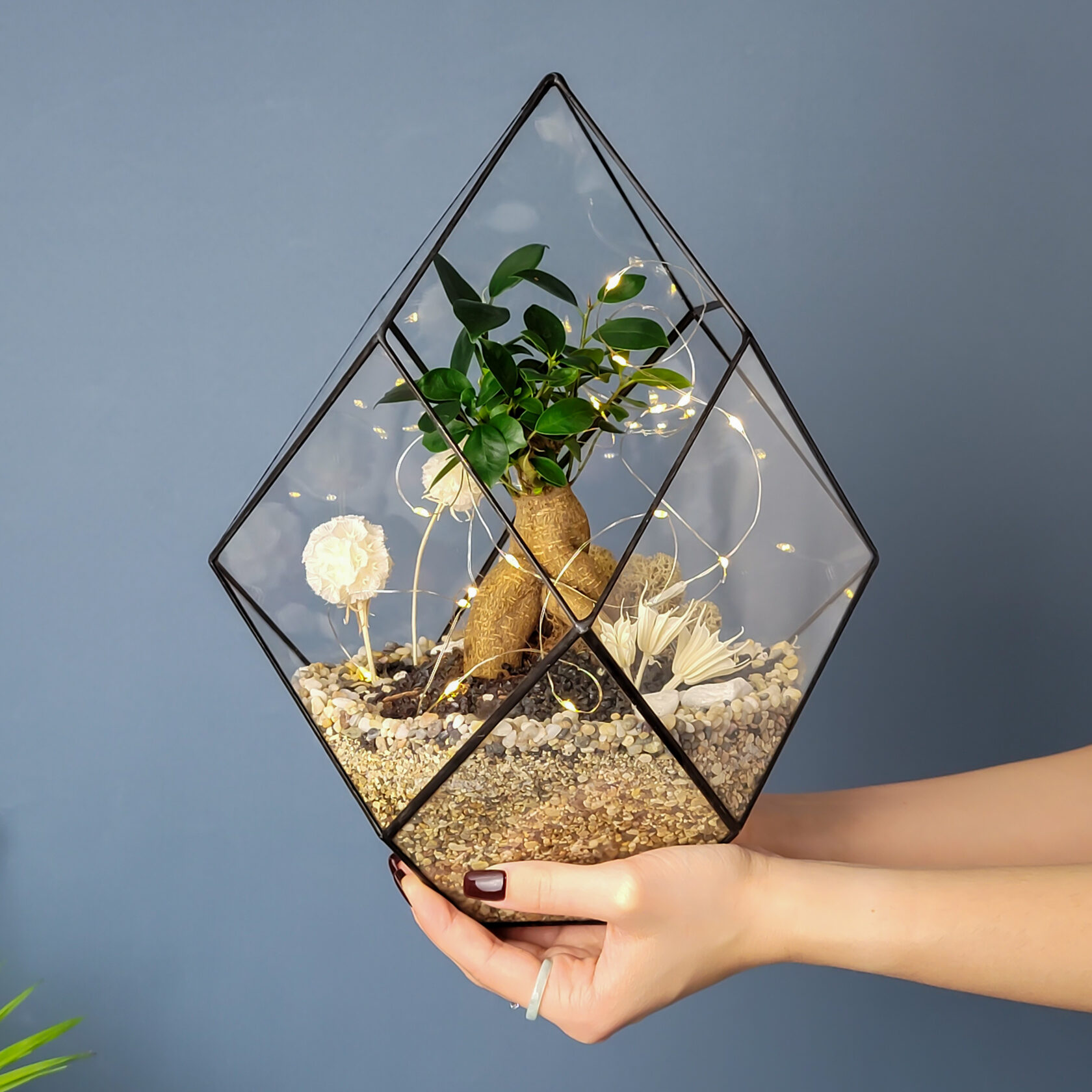 Флорариум Кристалл с Фикусом Гингсенг - Ezhinkafantasy