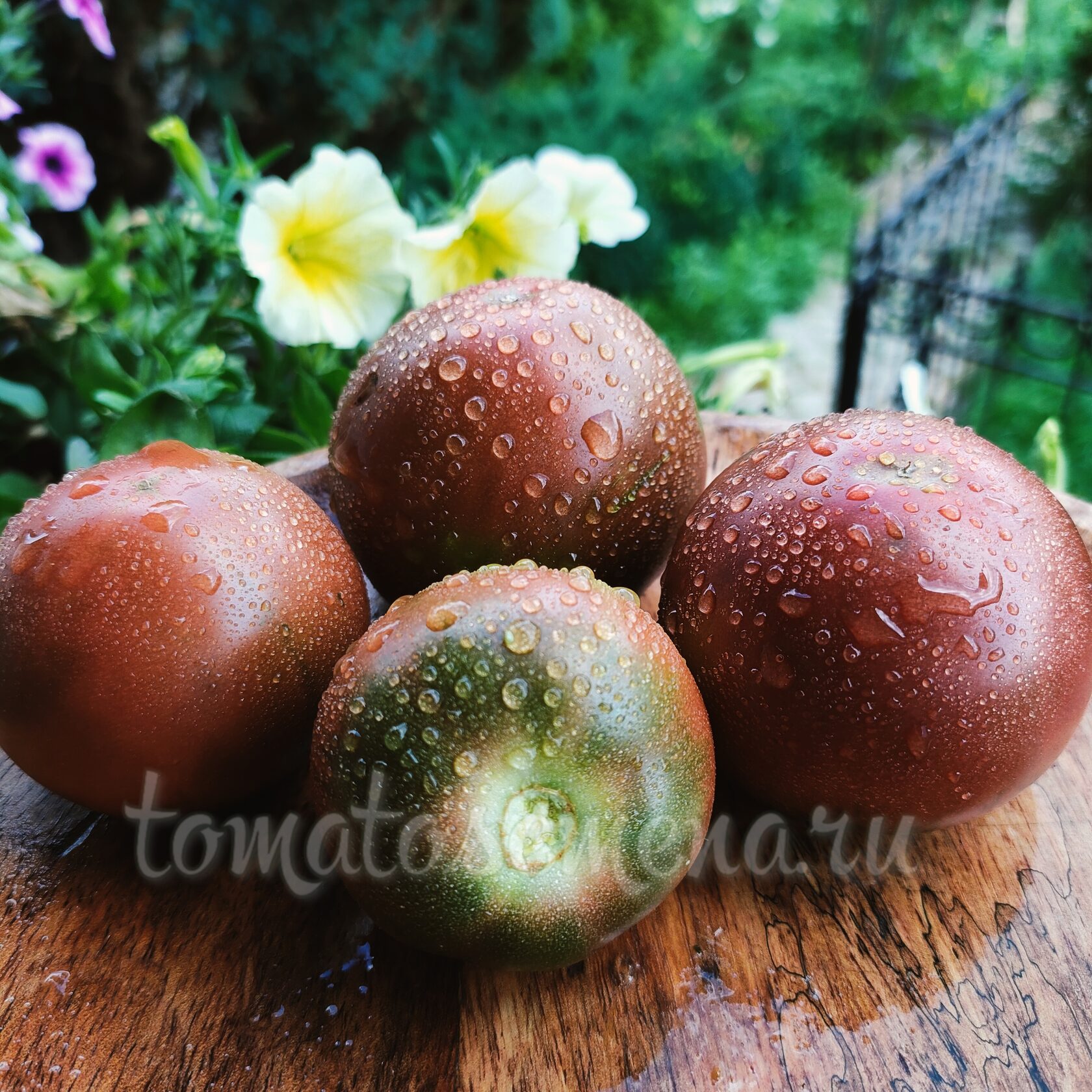 Дайфуку ( Daifuku )